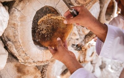 مبادرة جزائرية لدمج فئات «الصم والبكم» في قطاع تربية النحل