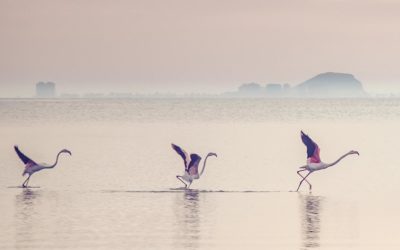 البيئة والعمل المناخي محاور المؤتمر الوزاري للاتحاد من أجل المتوسط بالقاهرة