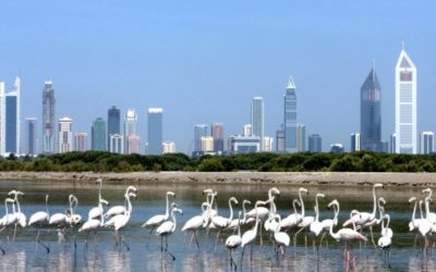 دبي تُقر خطة خفض الانبعاثات الكربونية بنسبة 30% بحلول 2030