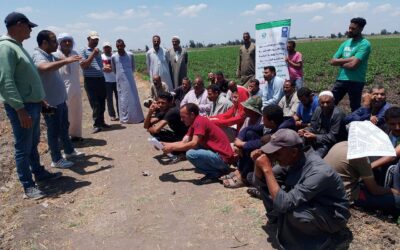 برنامج المنح الصغيرة يختبر الأثر على الأرض.. مهمة تقييم ميدانية تمتد من الدلتا إلى الصعيد