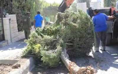 «الأردنية لمكافحة التصحر» تحذر من إزالة الأشجار في عمان وتدعو للحفاظ على الغطاء الأخضر